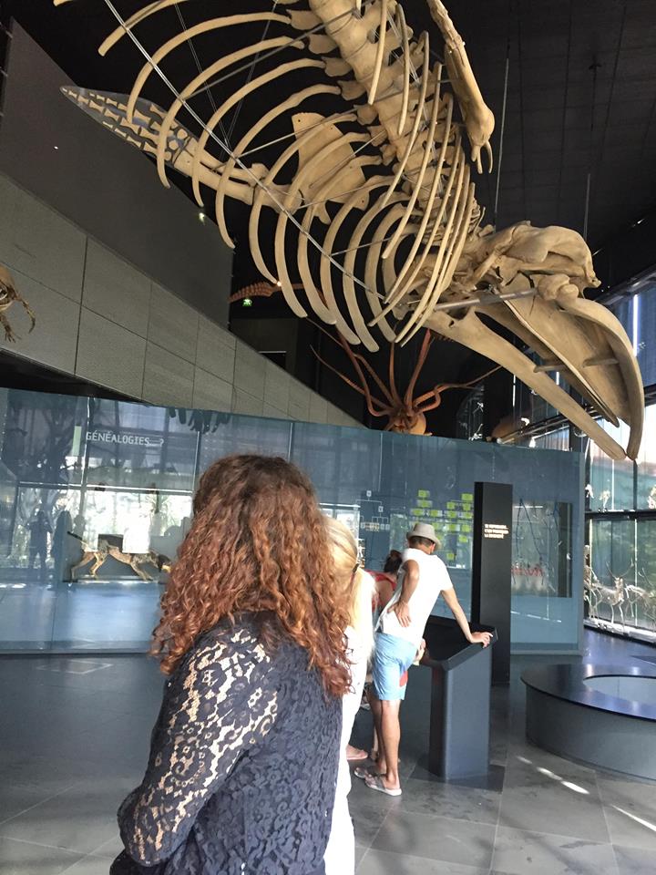Musée dinosaure
