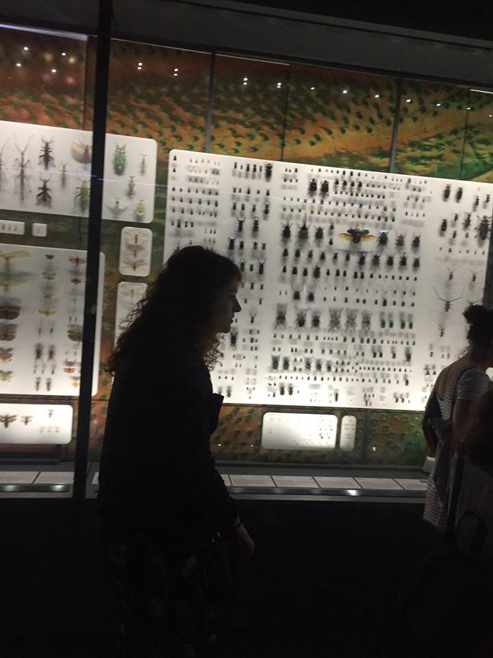 Musée insecte