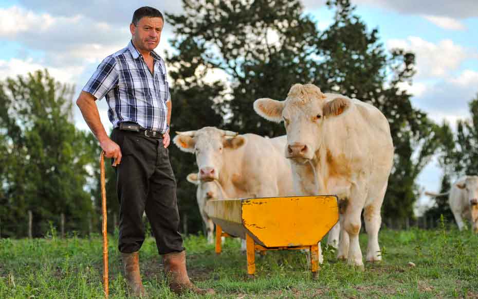 paysan vache